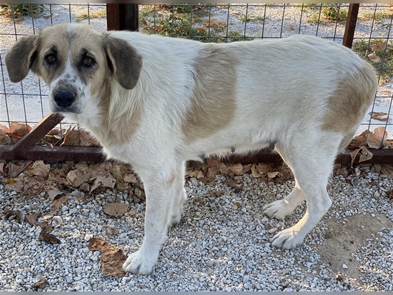 Meraki, geb. ca. 03/2019, lebt in GRIECHENLAND, im städt. Tierheim Serres