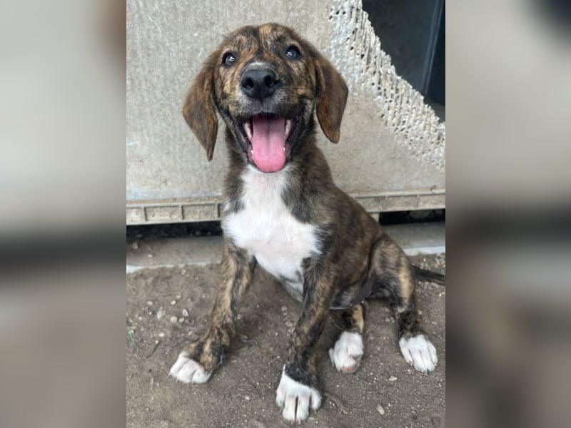Shelby, geb. ca. 03/2026, lebt in GRIECHENLAND, im städt. Tierheim Serres