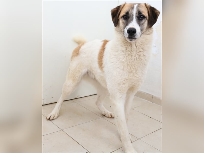 Taro, geb. ca. 08/2018, lebt in GRIECHENLAND, im städt. Tierheim Serres