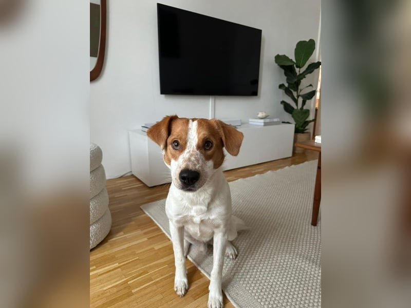 Benschi, geb. ca. 01/2025, lebt auf einer Pflegestelle in 60528 Frankfurt