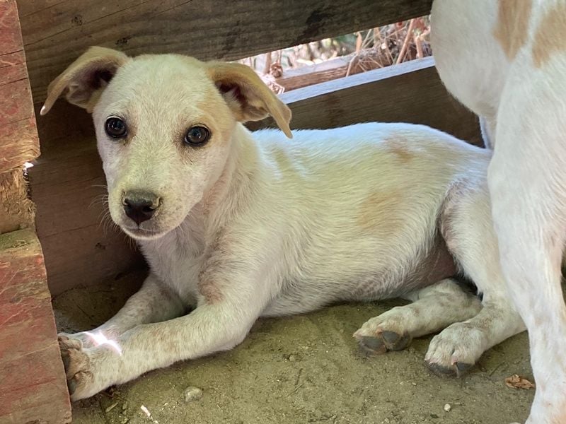 Mimosa, geb. ca. 04/2025, lebt auf einer Pflegestelle in 3072RE Rotterdam