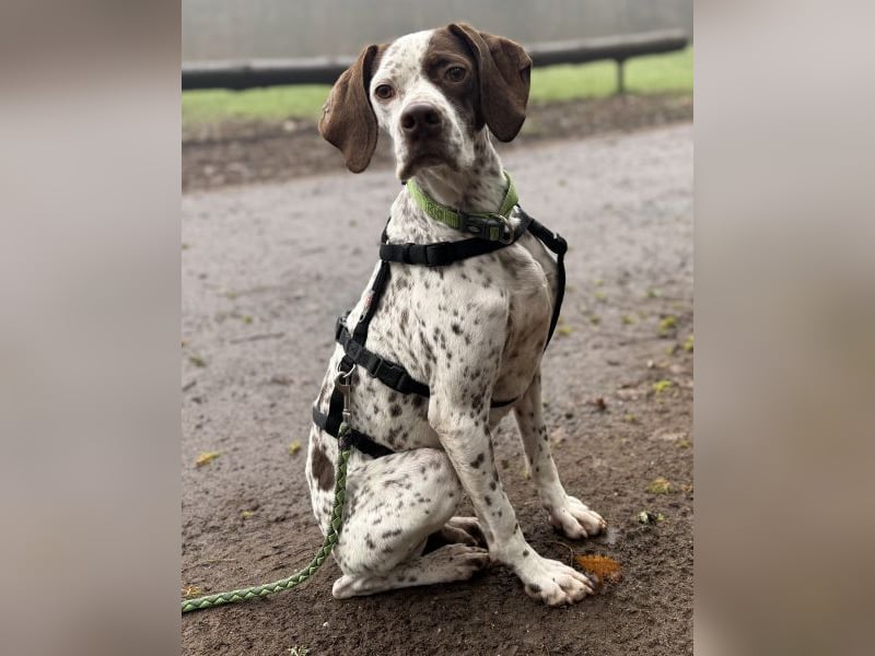 Acira, geb. ca. 04/2023, lebt auf einer Pflegestelle in 67735 Mehlbach