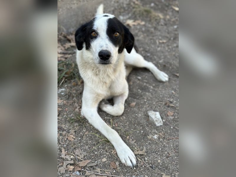 Alva, geb. ca. 05/2023, lebt in GRIECHENLAND, auf einer privaten Pflegestelle