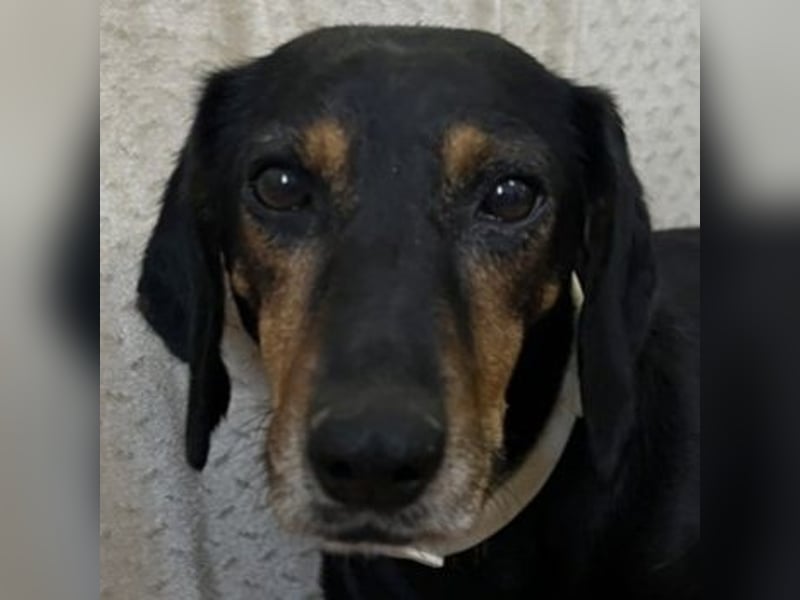 Neria, geb. ca. 11/2020, lebt auf einer Pflegestelle in 95168 Marktleuthen