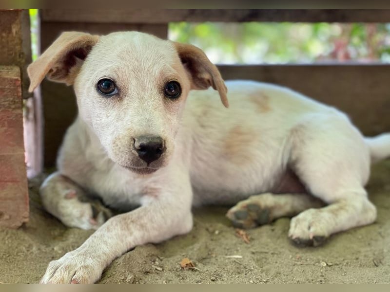 Mimosa, geb. ca. 04/2025, lebt auf einer Pflegestelle in 3072RE Rotterdam