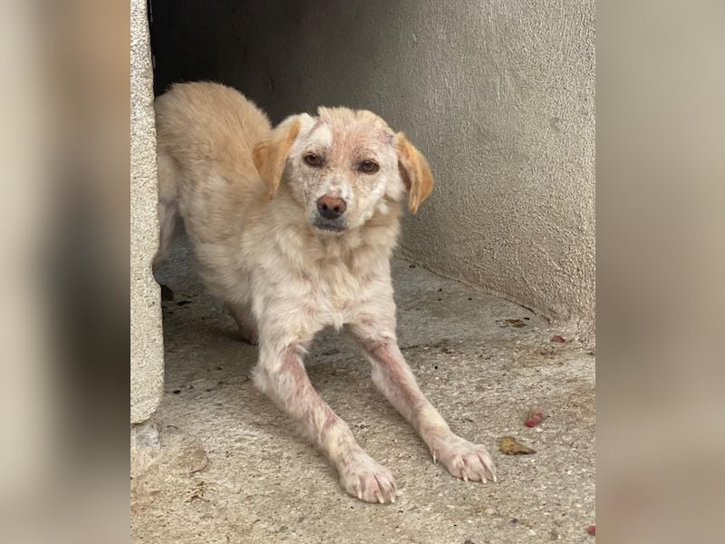 Lumina, geb. ca. 08/2025, lebt in GRIECHENLAND, im städt. Tierheim Serres