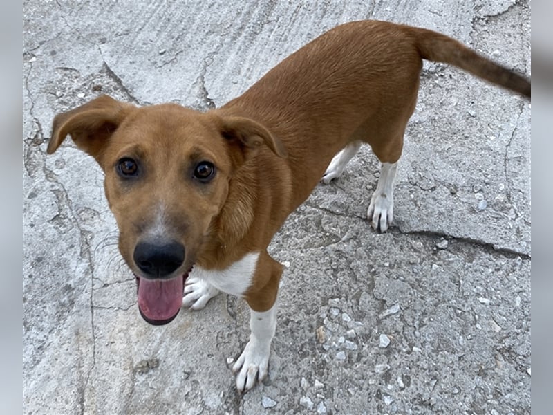 Rahel, geb. ca. 05/2021, lebt in GRIECHENLAND, auf einer privaten Pflegestelle