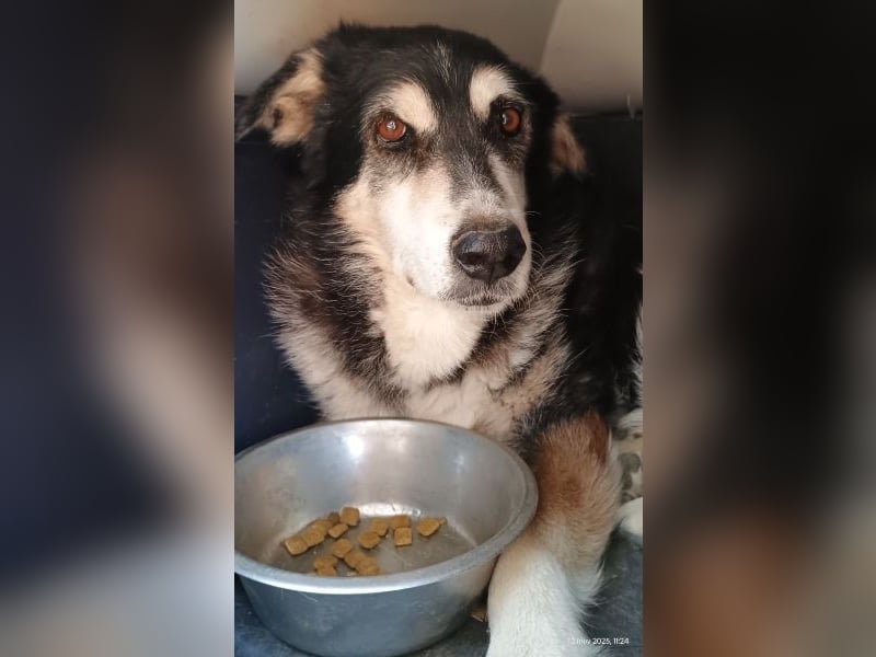 Toula, geb. ca. 04/2015, lebt in GRIECHENLAND, auf einer privaten Pflegestelle