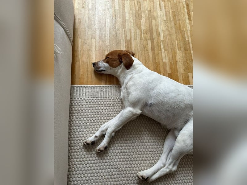 Benschi, geb. ca. 01/2025, lebt auf einer Pflegestelle in 60528 Frankfurt