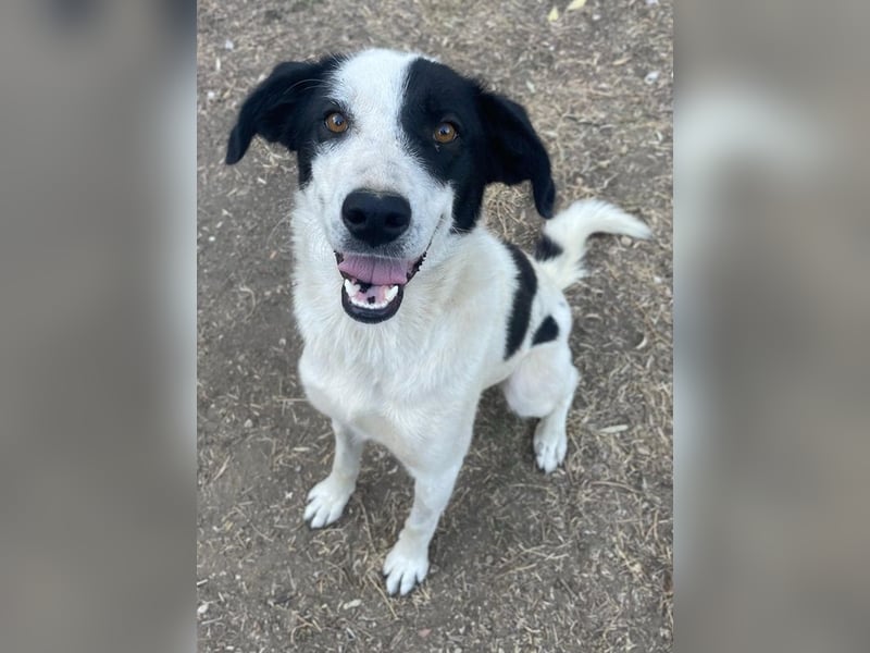 Alva, geb. ca. 05/2023, lebt in GRIECHENLAND, auf einer privaten Pflegestelle