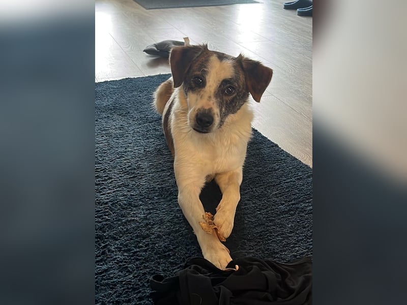 Blesso, geb. ca. 01/2025, lebt auf einer Pflegestelle in 48565 Steinfurt