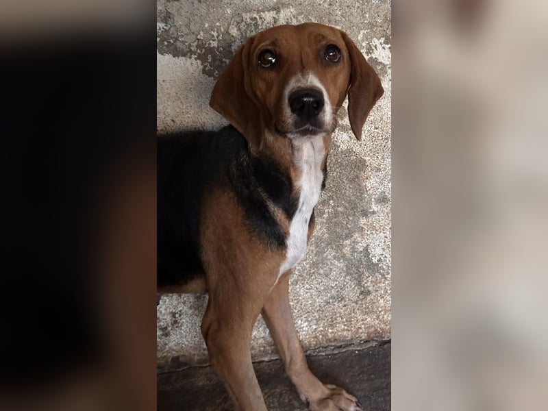 Imelda, geb. ca. 11/2021, lebt in GRIECHENLAND, auf einer privaten Pflegestelle