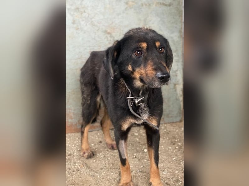 Seli, geb. ca. 02/2021, lebt in GRIECHENLAND, auf einer privaten Pflegestelle