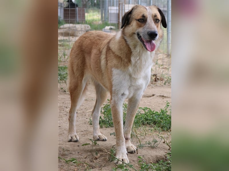 Nena, geb. ca. 10/2017, lebt in GRIECHENLAND, im städt. Tierheim Serres
