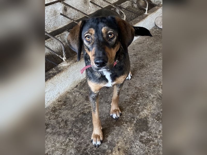 Zona, geb. ca. 11/2022, lebt in GRIECHENLAND, auf einer privaten Pflegestelle