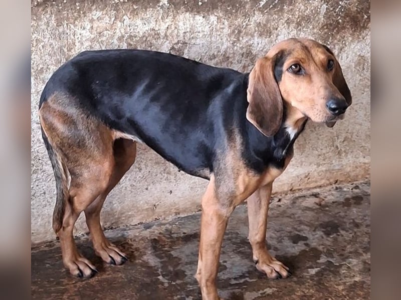 Camelia, geb. ca. 03/2021, lebt in GRIECHENLAND, auf einer privaten Pflegestelle