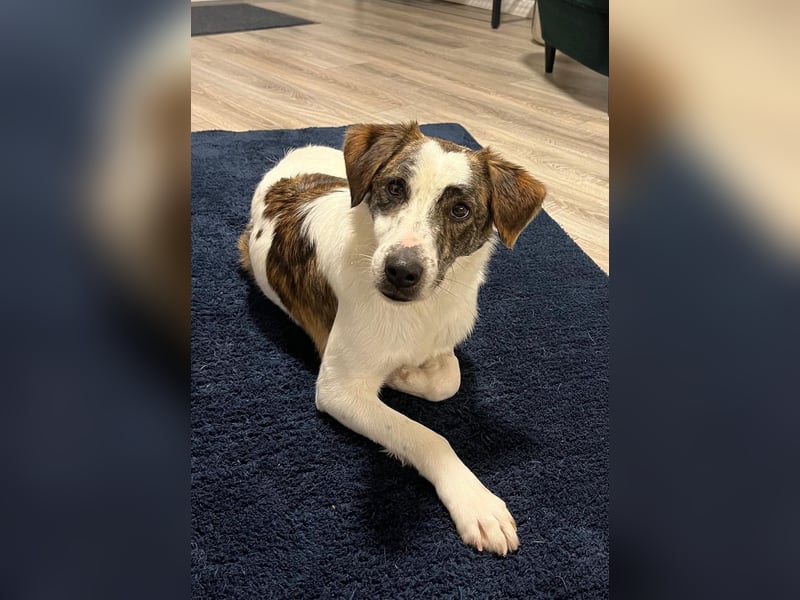 Blesso, geb. ca. 01/2025, lebt auf einer Pflegestelle in 48565 Steinfurt