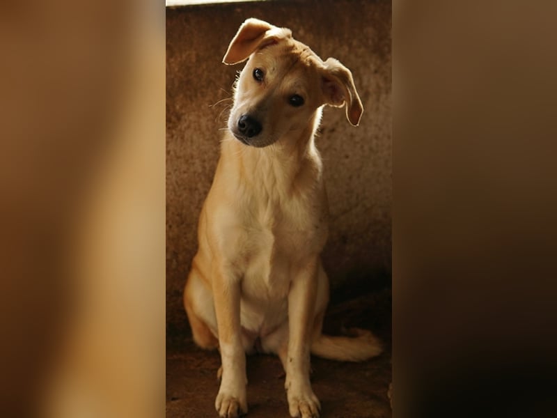 Phoenix, geb. ca. 07/2023, lebt in GRIECHENLAND, auf einer privaten Pflegestelle