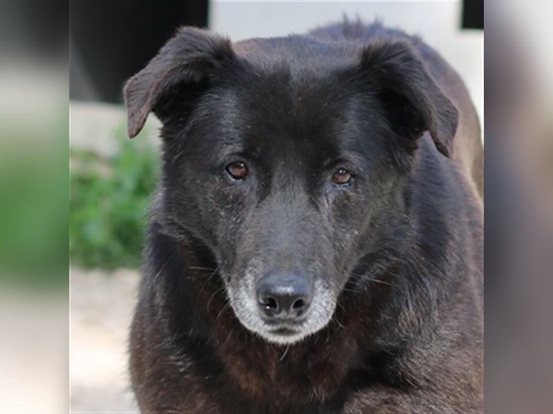 Kenzo, geb. 03/2014, lebt in GRIECHENLAND, im städt. Tierheim Serres