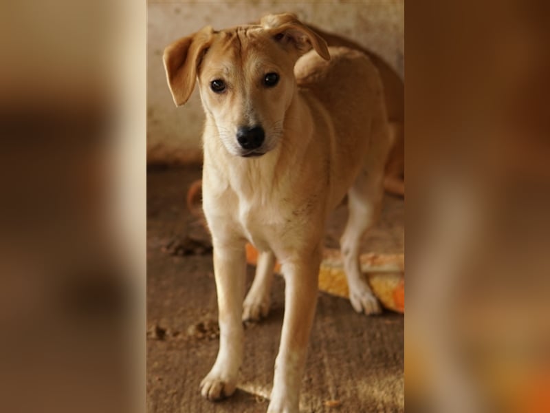 Phoenix, geb. ca. 07/2023, lebt in GRIECHENLAND, auf einer privaten Pflegestelle