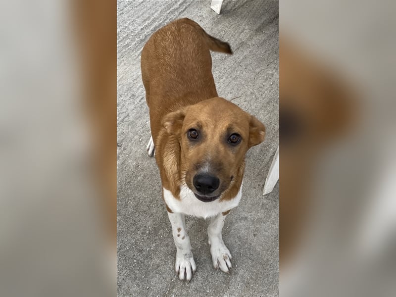 Rahel, geb. ca. 05/2021, lebt in GRIECHENLAND, auf einer privaten Pflegestelle