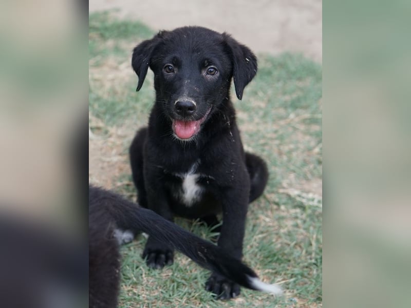 Lillia, geb. ca. 05/2024, lebt in GRIECHENLAND, auf einer privaten Pflegestelle