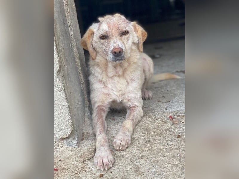 Lumina, geb. ca. 08/2025, lebt in GRIECHENLAND, im städt. Tierheim Serres