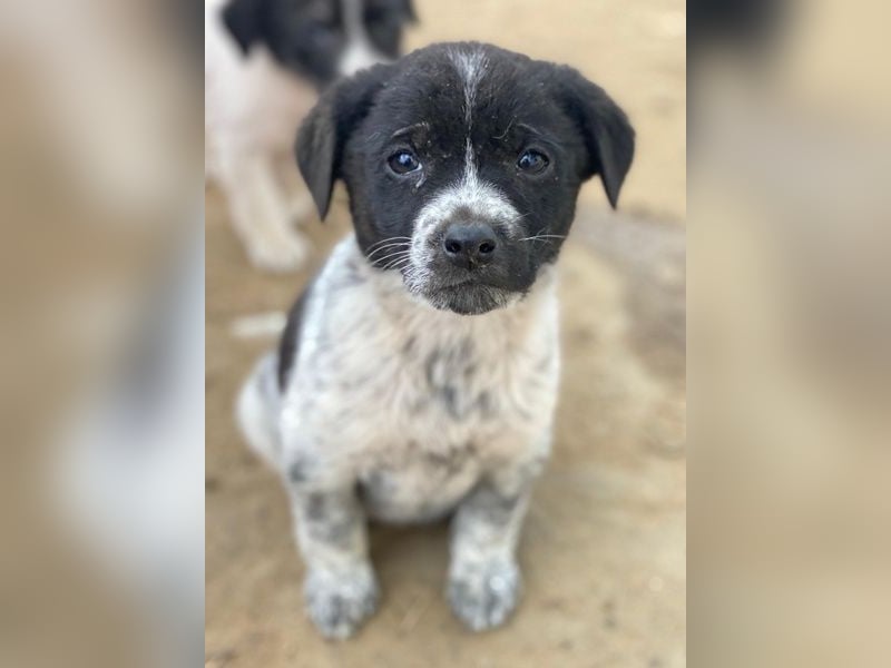 Pascuala, geb. ca. 10/2025, lebt in GRIECHENLAND, auf einer privaten Pflegestelle