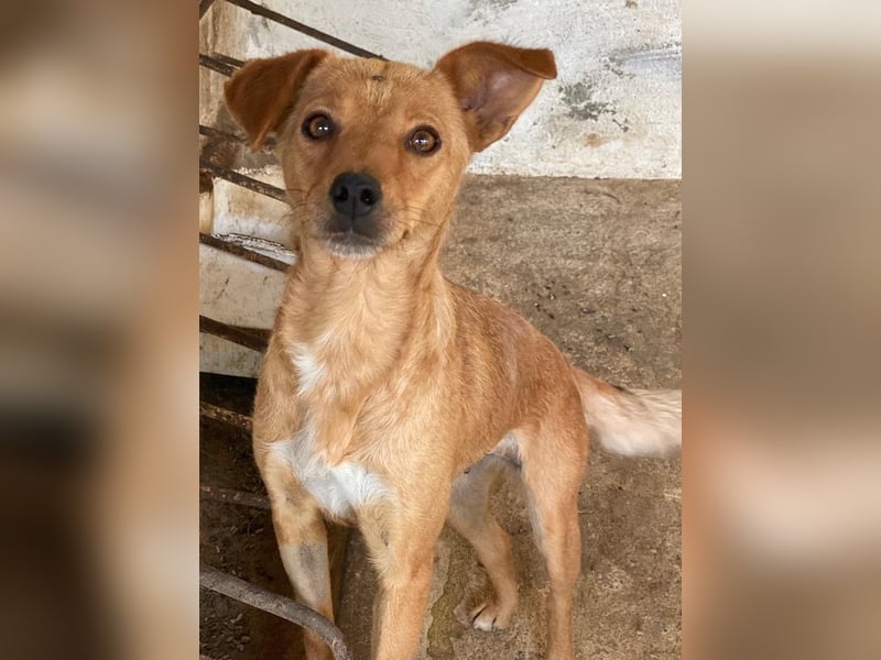 Allya, geb. ca.02/2024, lebt auf einer Pflegestelle in 20457 Hamburg