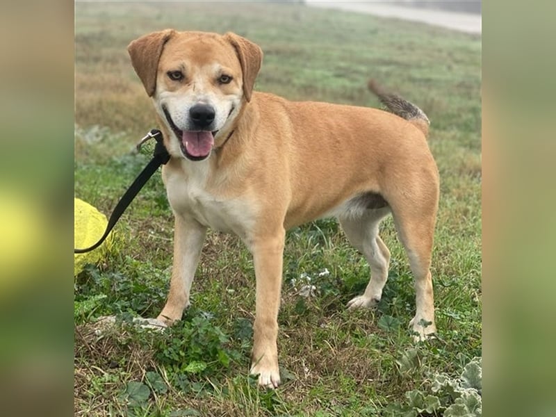 Cece, geb. ca. 12/2019, lebt in GRIECHENLAND, im städt. Tierheim Serres