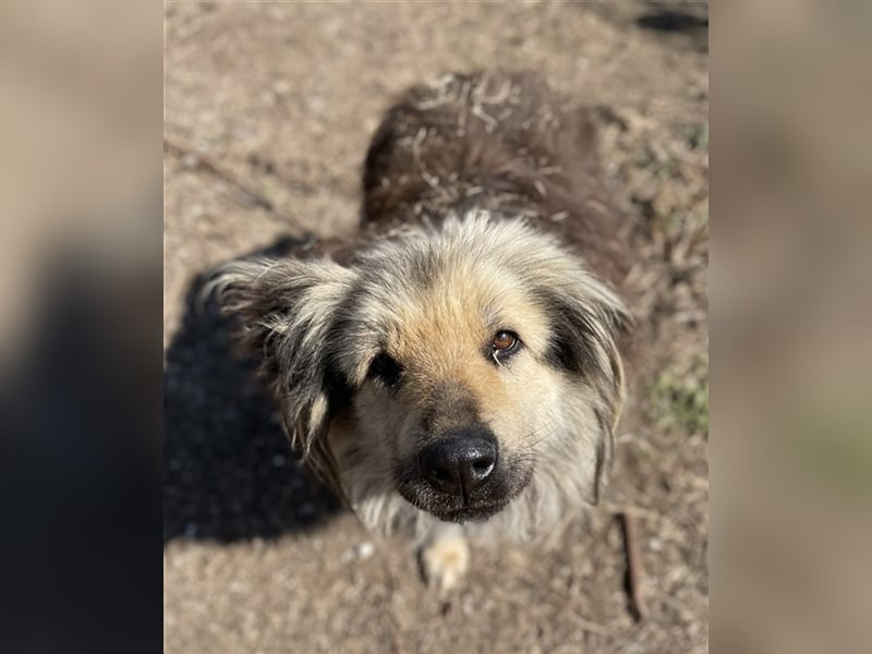 Mandy Lou geb. ca. 11/2020