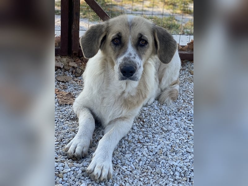 Meraki, geb. ca. 03/2019, lebt in GRIECHENLAND, im städt. Tierheim Serres