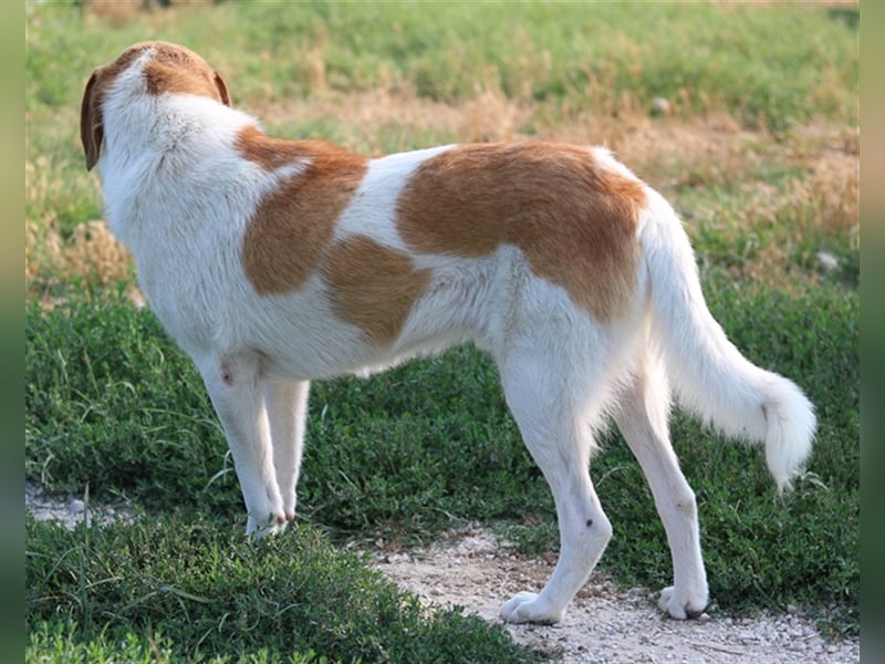 Tonio, geb. ca. 03/2022, lebt in GRIECHENLAND, im städt. Tierheim Serres