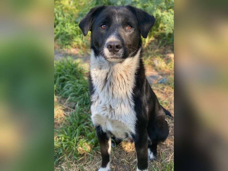 Sora, geb. ca 03/2025, lebt in GRIECHENLAND, auf einer privaten Pflegestelle