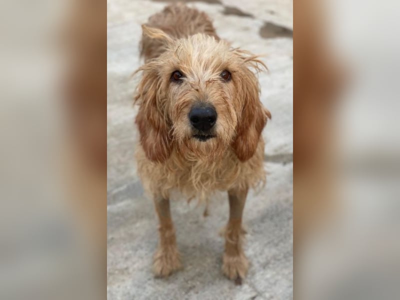 Carella, geb. ca. 10/2022, lebt in GRIECHENLAND, im städt. Tierheim Serres Carella, geb. ca. 10/2022, lebt in GRIECHENLAND, im städt. Tierheim Serres