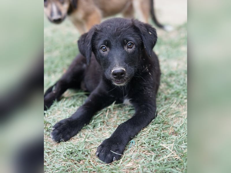 Lillia, geb. ca. 05/2024, lebt in GRIECHENLAND, auf einer privaten Pflegestelle