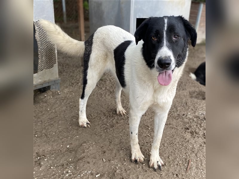 Kastor, geb. 01/2019, lebt in GRIECHENLAND, im städt. Tierheim Serres