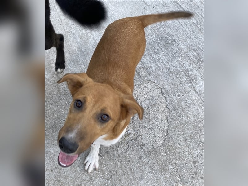 Rahel, geb. ca. 05/2021, lebt in GRIECHENLAND, auf einer privaten Pflegestelle