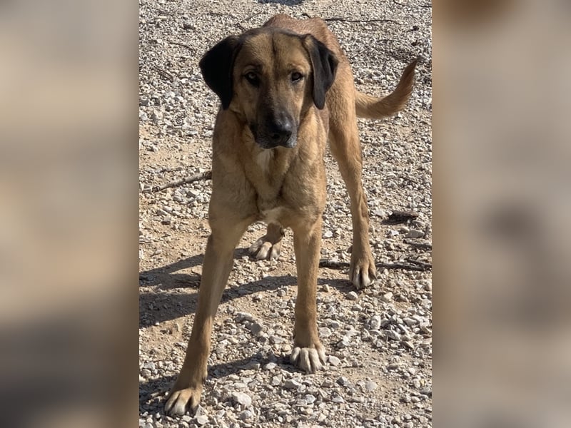 Sheryl, geb. ca. 01/2017, lebt in GRIECHENLAND, im städt. Tierheim Serres