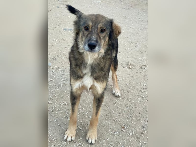 Shiou, geb. ca. 12/2023, lebt in GRIECHENLAND, im städt. Tierheim Serres