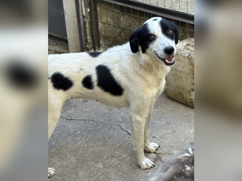 Alva, geb. ca. 05/2023, lebt in GRIECHENLAND, auf einer privaten Pflegestelle