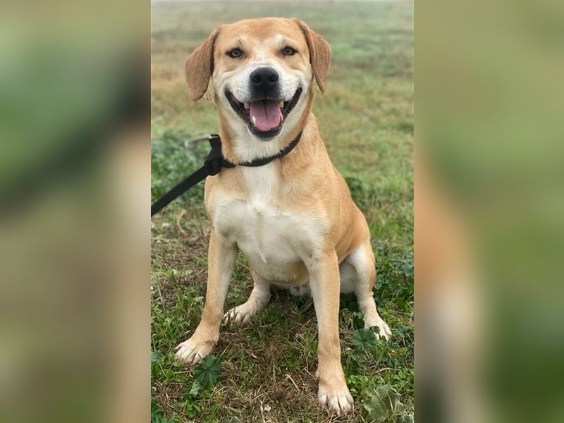 Cece, geb. ca. 12/2019, lebt in GRIECHENLAND, im städt. Tierheim Serres