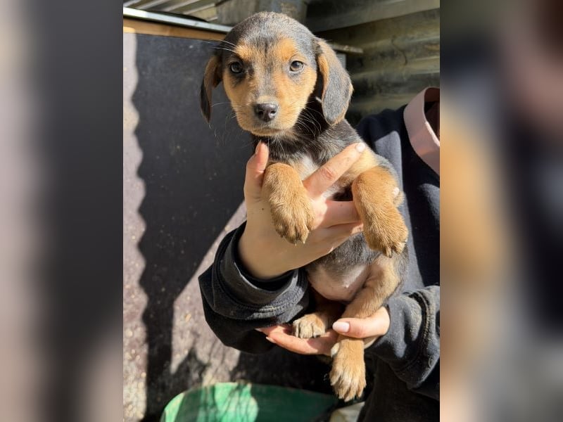 Loxana, geb. 12/2025, lebt in GRIECHENLAND, auf einer privaten Pflegestelle