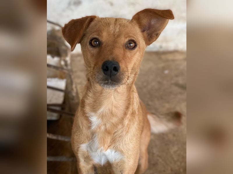 Allya, geb. ca.02/2024, lebt auf einer Pflegestelle in 20457 Hamburg