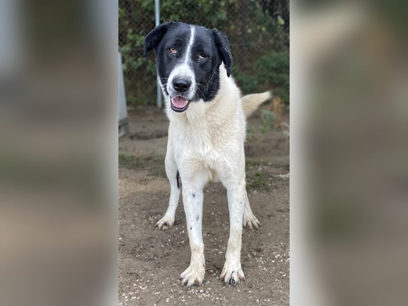 Kastor, geb. 01/2019, lebt in GRIECHENLAND, im städt. Tierheim Serres