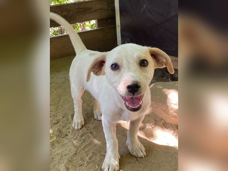 Mimosa, geb. ca. 04/2025, lebt auf einer Pflegestelle in 3072RE Rotterdam