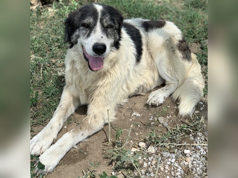 Askal, geb. ca. 07/2015, lebt in GRIECHENLAND, im städt. Tierheim Serres