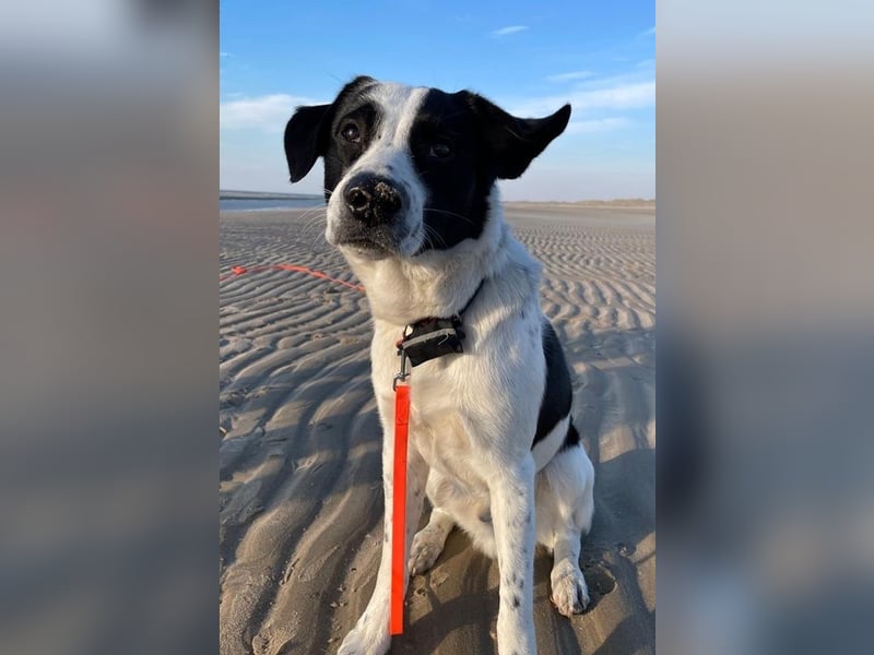 Speckbert, geb. ca. 02/2021, lebt bei einer Familie in 58636 Iserlohn