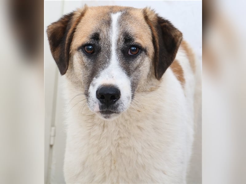 Taro, geb. ca. 08/2018, lebt in GRIECHENLAND, im städt. Tierheim Serres