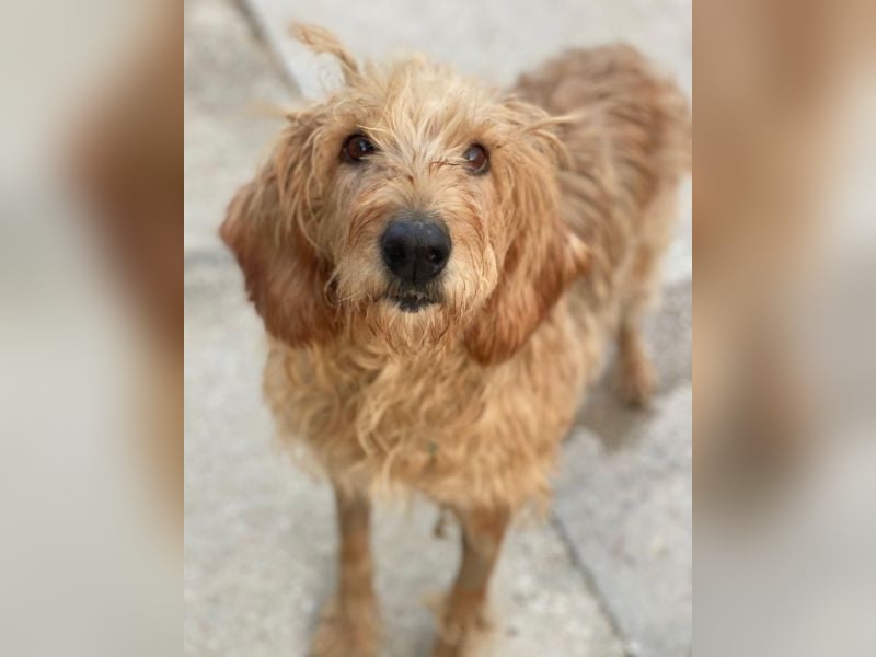 Carella, geb. ca. 10/2022, lebt in GRIECHENLAND, im städt. Tierheim Serres Carella, geb. ca. 10/2022, lebt in GRIECHENLAND, im städt. Tierheim Serres